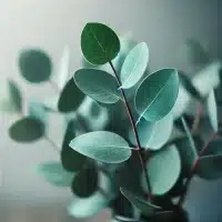 Ätherisches Eukalyptusöl Bio